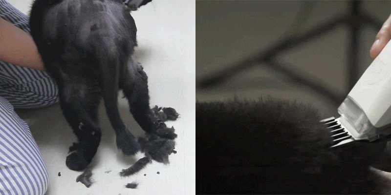 cr_dtl_1786399289_2313.gif