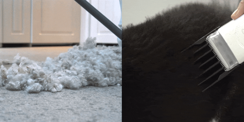 cr_dtl_1786399291_3490.gif