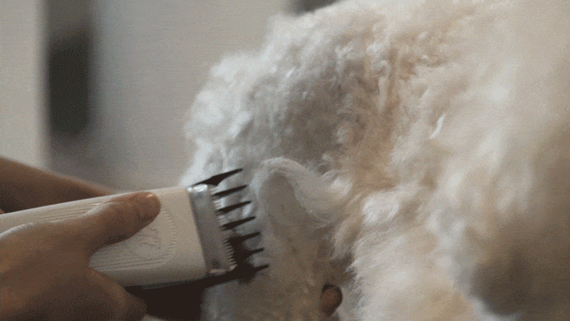 cr_dtl_1786399291_5584.gif