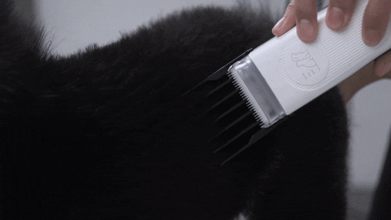 cr_dtl_1786399294_5197.gif