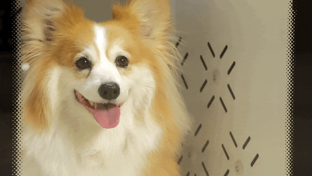 cr_dtl_1786426037_1389.gif